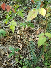 Ionactis linariifolia