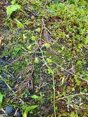 Anticlea occidentalis