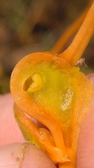 Smicronyx sculpticollis