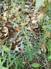 Ionactis linariifolia