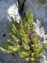 Micromeria pseudocroatica