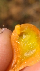 Smicronyx sculpticollis