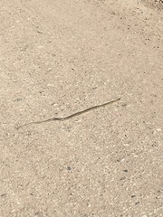 Coluber constrictor flaviventris