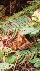 Rana cascadae