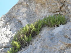 Micromeria pseudocroatica