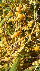 Smicronyx sculpticollis