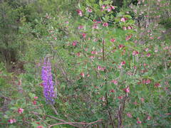 Symphoricarpos rotundifolius