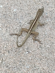 Anolis sagrei