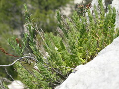 Micromeria pseudocroatica