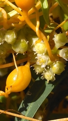 Smicronyx sculpticollis