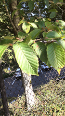 Carpinus