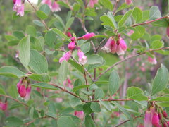 Symphoricarpos rotundifolius