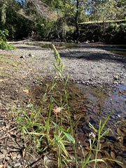 Echinochloa crus-galli