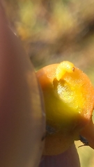 Smicronyx sculpticollis