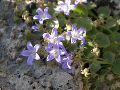 Campanula cremnophila