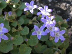 Campanula cremnophila