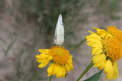 Ascia monuste monuste