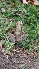 Rana cascadae
