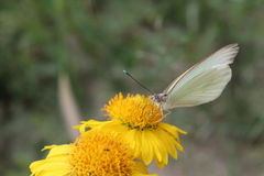 Ascia monuste monuste