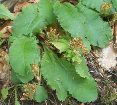 Primula elatior