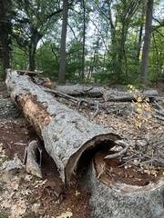 Cryphonectria parasitica