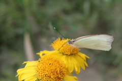 Ascia monuste monuste