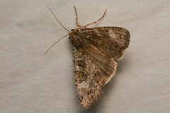 Anaplectoides