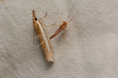 Crambus leachellus