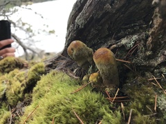 Phaeolus