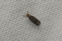 Hydroptilidae