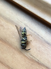Vespula