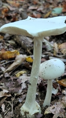 Amanita bisporigera