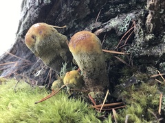 Phaeolus