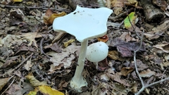 Amanita bisporigera