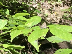 Hermeuptychia sosybius