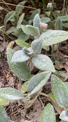 Stachys byzantina