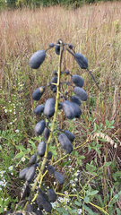 Baptisia alba