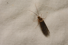 Polycentropodidae