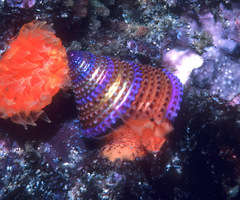 Calliostoma annulatum
