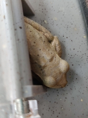 Osteopilus septentrionalis