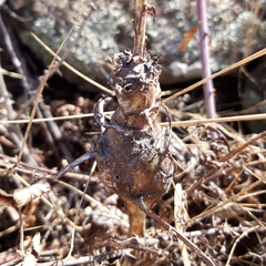 Timaspis phoenixopodos