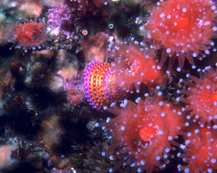 Calliostoma annulatum