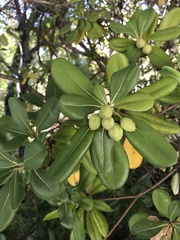 Pittosporum