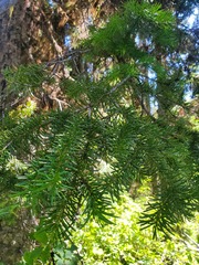 Abies lasiocarpa
