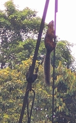 Sciurus variegatoides
