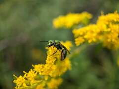 Augochlorella aurata