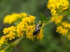 Augochlorella aurata