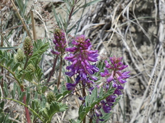 Astragalus bisulcatus
