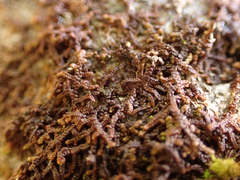 Frullania nisquallensis