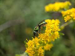 Augochlorella aurata